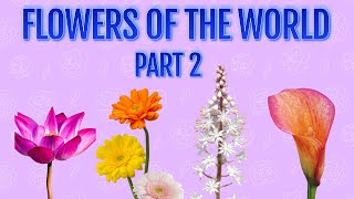 🌸 Know 50 Beautiful Flowers from Around the World 🌍✨ PART 2 knowledgefacts worldflowers [upl. by Ardnuaed]