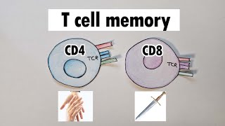 T cell memory  CD4 and CD8 T cell memory [upl. by Mercuri]