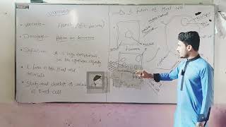 vacuole explained by student Mr Asim shah [upl. by Sotos]