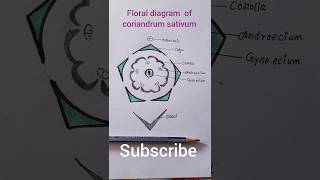 floral diagram of coriander family Apiaceae umbelliferae shortsviral [upl. by Susanne]