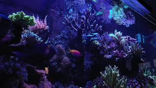 Daves SPS Coral Reef [upl. by Adnar526]