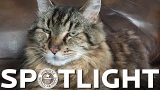 Corduroy is crowned the oldest living cat  Spotlight [upl. by Eninnaj]