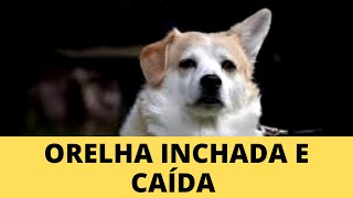 INCHADA CACHORRO COM ORELHA CAÍDA O QUE PODE SER  OTOHEMATOMA DEIXA A ORELHA INCHADA COM BOLHA [upl. by Joellen591]