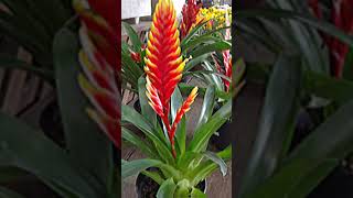 Bromelia Vriesea [upl. by Akila]