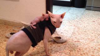 Amazing sphynx cats [upl. by Hgielra795]