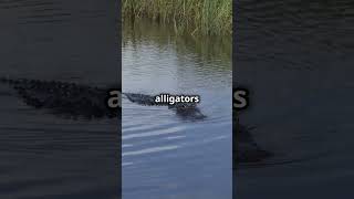 Discover the Everglades Secrets everglades florida wildlife nature naturephotography [upl. by Hui]