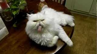 Very Funny Persian Cat [upl. by Novonod]