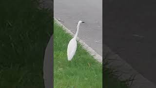 Egrets in the city egret penang [upl. by Ellenrahc]