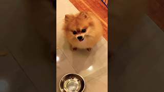 This Pomeranian Needs a Lawyer 🤣￼ [upl. by Clarkin]