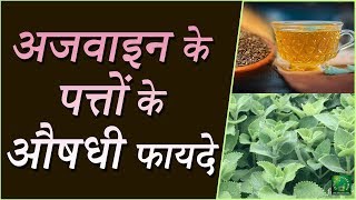 Benefits Of Ajwain Leaves  How Can We Use Carom Leaves in Daily Life  Lotus Ayurveda India [upl. by Hadeehuat106]