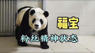 After Fubao returned to China the panda circle became popular with Fubao lovesickness [upl. by Roze]