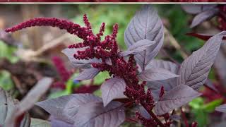 How to Growing Amaranthus [upl. by Hesta]