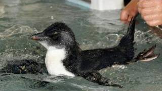 人工飼育のイワトビペンギンがプールデビュー 大阪・海遊館 [upl. by Lednem]