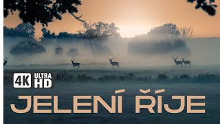 DEER RUT 2023  JELENÍ ŘÍJE 2023 [upl. by Yenahpets]