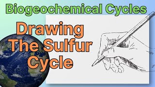 Biogeochemical Cycles Drawing The Sulfur Cycle [upl. by Nnylrebma]