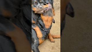 Cute Fight 🥰😈 rottweiler trending shorts [upl. by Nidnal]