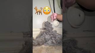 Dryer Vent Cleaning at the Dog Salon Hairy 🐕🐾 [upl. by Aneehs]