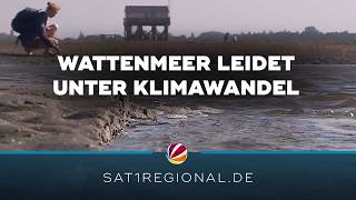 Wattenmeer leidet an KlimawandelFolgen – Naturschützer warnen [upl. by Sayer]