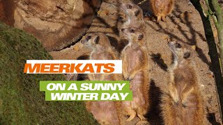 Meerkats on a Sunny Winter Day [upl. by Lorrayne]