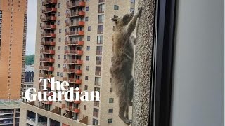 Raccoon finally reaches the summit of Minnesotas UBS building [upl. by Oecam201]