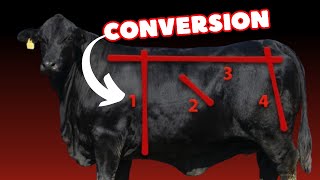 How to Improve Feed Conversion in Feedlot Cattle [upl. by Stickney]