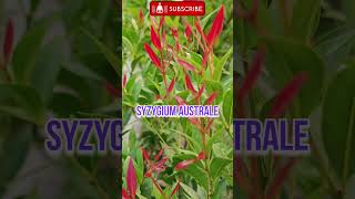 Syzygium australesyzygium australe plantRinkutimevlogshortshortsviralflower [upl. by Mcclish]