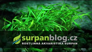 Cryptocoryne parva  Kryptokoryna nízká  Akvarijní rostliny  SURPANcz [upl. by Neeka]