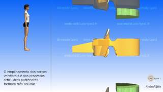 A coluna vertebral esquemá tica e vértebra típica [upl. by Rebliw]