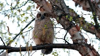 Great Horned Owl fledgling begs mother for attention [upl. by Aicilaanna]