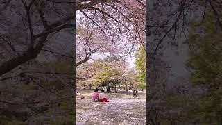 Cherry Blossoms 🌸 Nara park in Japan 🇯🇵❤️ japan cherryblossom japanesepeople tokyo narapark [upl. by Dry792]