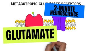 2Minute Neuroscience Glutamate [upl. by Aisatnaf]