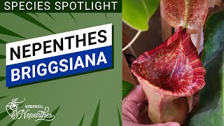 Species Spotlight  Nepenthes briggsiana Easy Nepenthes for Windowsill [upl. by Alrahs]