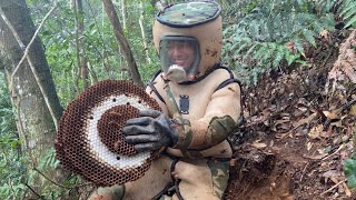 ERADICATION MURDER HORNET NESTASIAN GIANT HORNET NEST REMOVALWASP NEST REMOVALVESPA MANDARINA [upl. by At237]