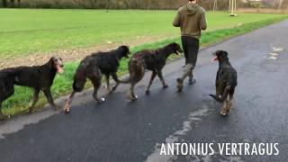 5 months deerhound puppy move [upl. by Akyre]