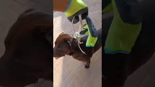 rescate animals Valencia dana shortvideo salvarvidas [upl. by Jopa]