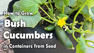 How to Grow Cucumbers in Containers from Seed  Bush Cucumber Planting Guide for Small Gardens [upl. by Quin]