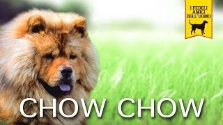 CHOW CHOW trailer documentario [upl. by Eelaroc]