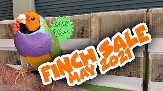 Finch Sale May 2021  Queensland Finch Society [upl. by Socin631]