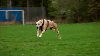 Whippet  running at 35 miles per hour [upl. by Spevek]