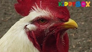 Bauernhof Tiere  Vögel  Birds  KIDDYBOXTV [upl. by Ilhsa173]