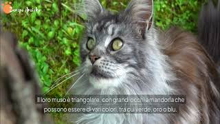 Gatto delle Foreste Norvegesi Il Felino Selvaggio dal Cuore Dolce  Guida Completa [upl. by Phillips31]