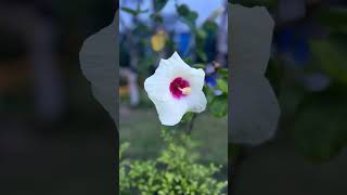 Kalo jole kuchla tole dublo sonaton bengali 🌺🌺🌺🌺 [upl. by Emeric]