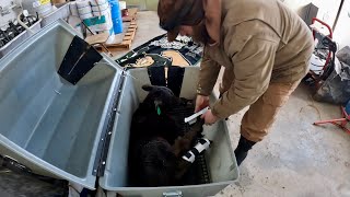 Correcting Knuckling OverFlexed Pastern On a Newborn Calf [upl. by Bekki]