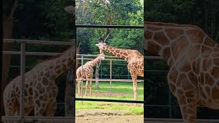 NANDANKANAN ZOO VISIT MUST WATCH VIDEO [upl. by Ocsisnarf92]