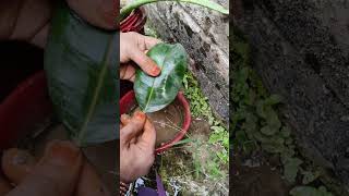 How to cutting Rubber plant propagate gardening mytakeonhomeandgarden [upl. by Nitsa]