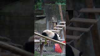 Yu Ai slides down the slide with a carrot in her mouth and it becomes smoother Giant panda Yu [upl. by Ainatit535]