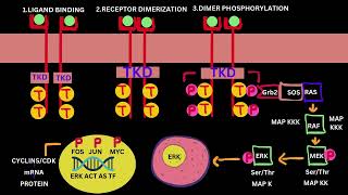 RAS MAP KINASE PATHWAYRECEPTOR TYROSINE KINASE EXAMPLEPART 2 [upl. by Lalita]