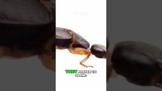 Earwig Myths They Wont Lay Eggs in Your Ears EarwigMyths InsectFacts Nature [upl. by Smada]