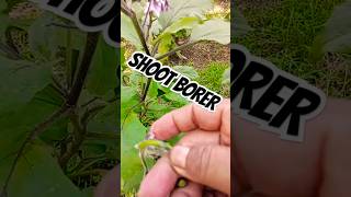 Shoot borer sa talong eggplant simplengbuhayprobinsya agriculture mgakatropangprobinsyano [upl. by Llekcor]