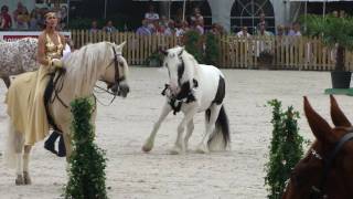 Paard los op hollands next top horse finale [upl. by Kerge]